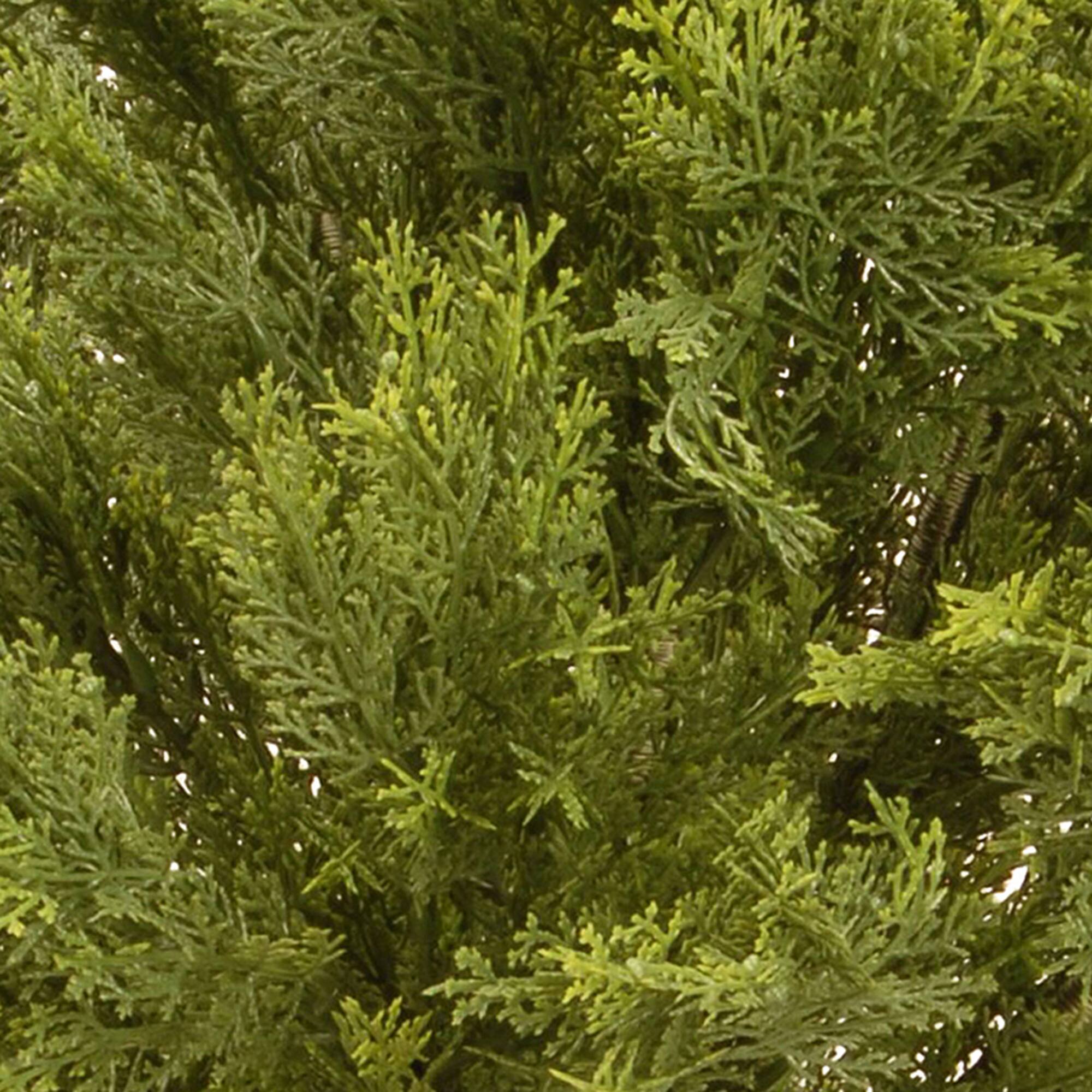 15" Globe Cedar Tree